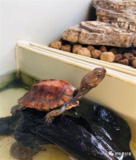 水龜|水陸龜的飼養環境 